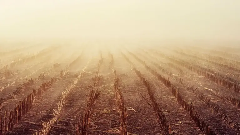 Abgeerntetes Maisfeld im Morgennebel