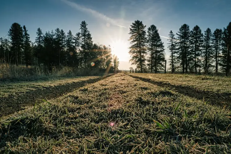 Bereiftes Gras im Sonnenlicht zwischen hohen Bäumen