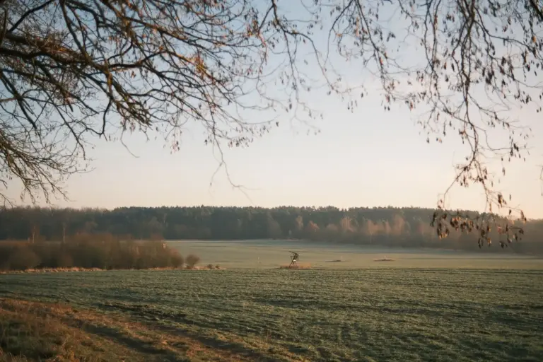 Feld mit Bäumen im goldenen Morgenlicht
