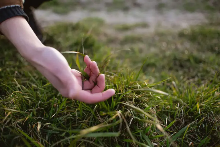 Hand berührt Gras auf einer Wiese