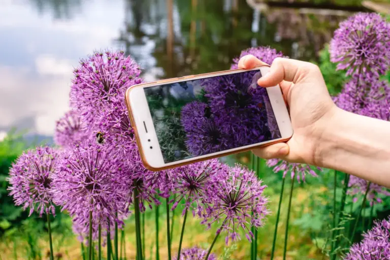 Smartphone fotografiert Zierlauch im Garten