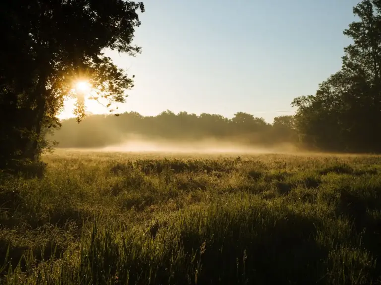 Suchspule eines Metalldetektors über einer Parkwiese im Morgenlicht